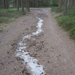Písek na cestě v borovém lese
